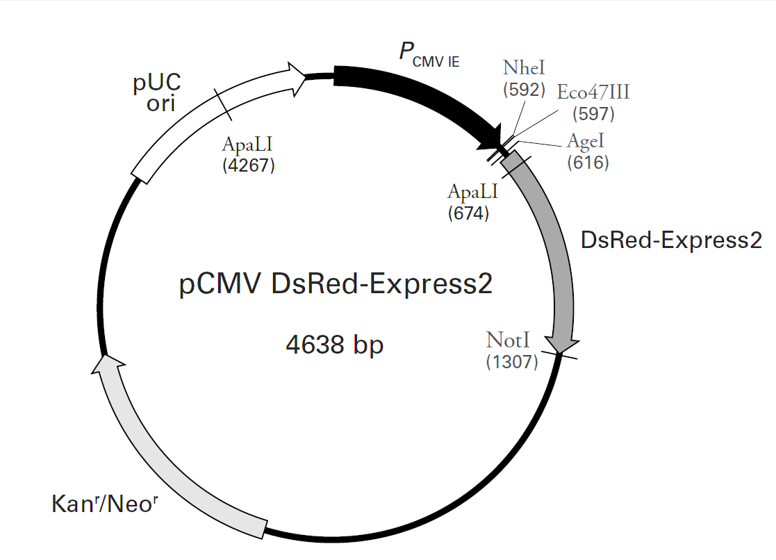 pCMV-DsRed-Express2载体图谱